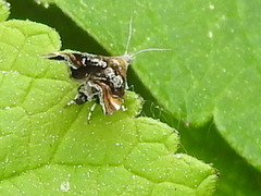 Prochoreutis inflatella