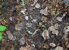 Malvipezia emileia