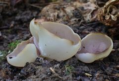 Malvipezia emileia