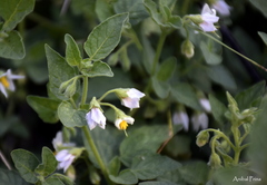 Solanum tweedianum