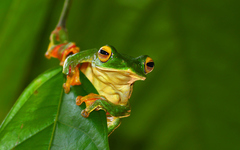 Rhacophorus malabaricus