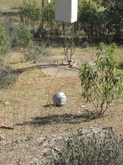 Anarrhinum bellidifolium