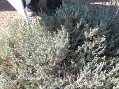 Lavandula stoechas luisieri