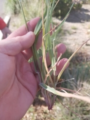Phalaris caroliniana