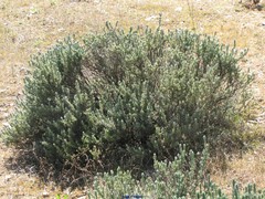 Lavandula stoechas luisieri