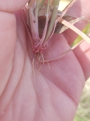 Phalaris caroliniana