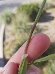 Phalaris caroliniana