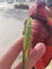 Phalaris caroliniana