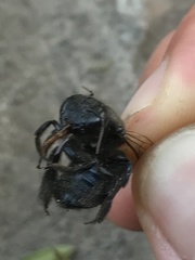 Xylocopa splendidula