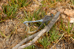 Orthetrum chrysostigma