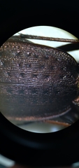 Carabus linnaei