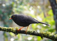 Turdus fuscater quindio