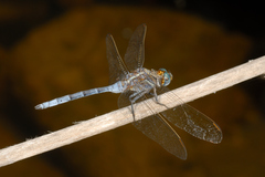 Orthetrum chrysostigma