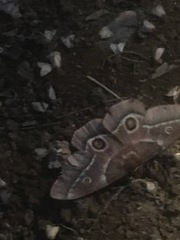Gonimbrasia belina