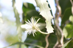 Epiphyllum phyllanthus