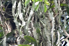 Epiphyllum phyllanthus