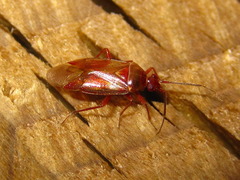 Alloeotomus simplus