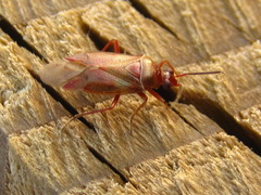 Alloeotomus simplus
