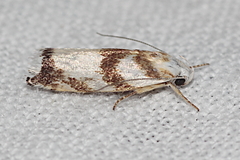 Plectophila eucrines