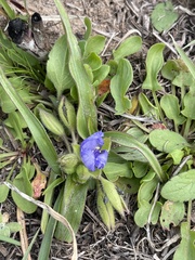 Tradescantia humilis