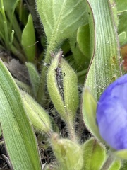 Tradescantia humilis