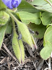Tradescantia humilis