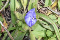 Tradescantia humilis