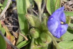 Tradescantia humilis