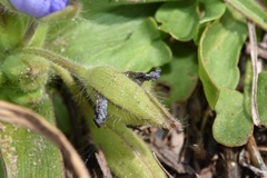 Tradescantia humilis