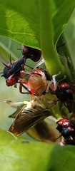 Alchisme tridentata