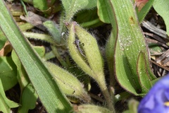 Tradescantia humilis