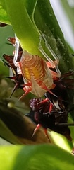 Alchisme tridentata