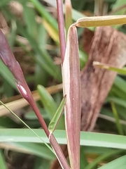 Eremochloa ophiuroides