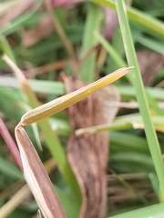Eremochloa ophiuroides