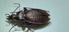 Carabus linnaei
