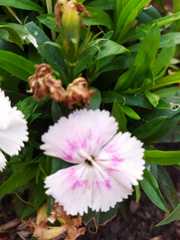 Dianthus barbatus