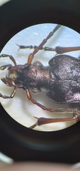 Carabus linnaei