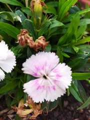 Dianthus barbatus