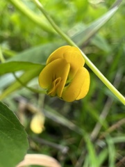 Medicago polymorpha