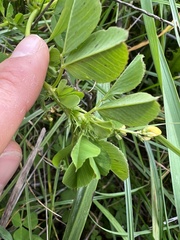 Medicago polymorpha