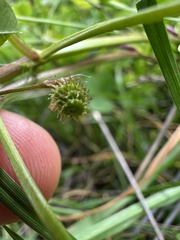 Medicago polymorpha