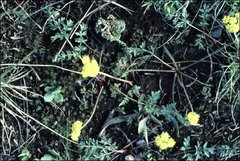 Lomatium cous