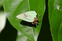 Cyanophrys herodotus