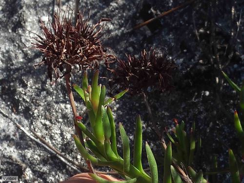 Crassula fascicularis
