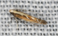 Parectopa alysidota