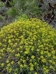 Euphorbia spinosa