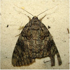 Catocala umbrosa