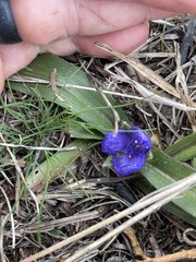 Tradescantia humilis