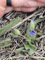 Tradescantia humilis