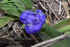 Tradescantia humilis